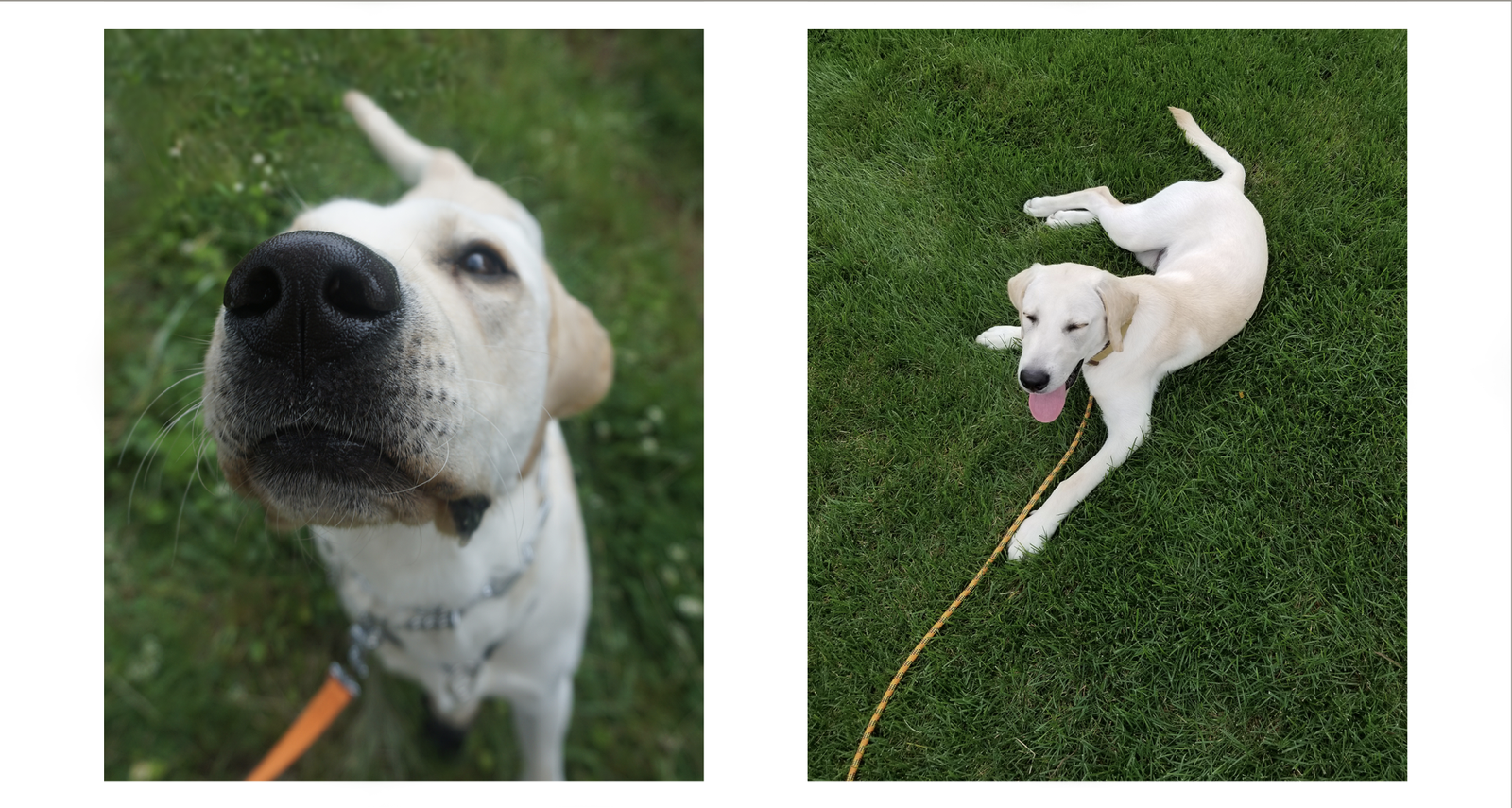 Leo the Labrador on a morning walk